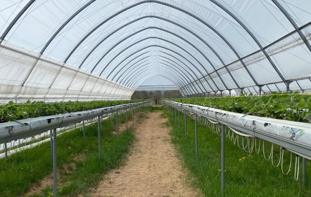 Tunele wietrzymy za pomocą podnoszonych bram oraz bocznych wietrzników. Niektóre firmy oferują również wentylacje w górnej części dachów, np. Farmer.