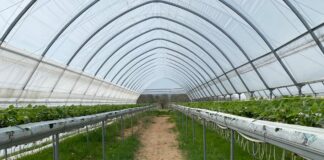 Zarządzanie temperaturą w tunelach z truskawkami Tunele wietrzymy za pomocą podnoszonych bram oraz bocznych wietrzników. Niektóre firmy oferują również wentylacje w górnej części dachów, np. Farmer.