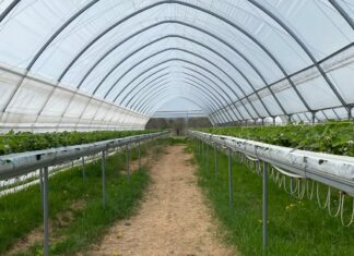 Zarządzanie temperaturą w tunelach z truskawkami Tunele wietrzymy za pomocą podnoszonych bram oraz bocznych wietrzników. Niektóre firmy oferują również wentylacje w górnej części dachów, np. Farmer.