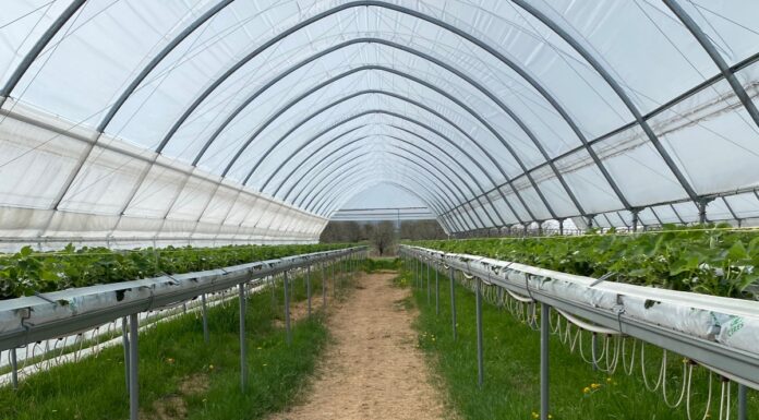 Zarządzanie temperaturą w tunelach z truskawkami Tunele wietrzymy za pomocą podnoszonych bram oraz bocznych wietrzników. Niektóre firmy oferują również wentylacje w górnej części dachów, np. Farmer.