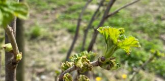 Porzeczka i agrest – czy będzie wystarczająco prosto. Uwaga – przymrozek! (monitoring plantacji, 02.04.2025 r) agrest, porzeczka, monitoring plantacji