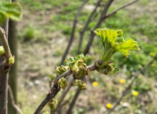 Porzeczka i agrest – czy będzie wystarczająco prosto. Uwaga – przymrozek! (monitoring plantacji, 02.04.2025 r) agrest, porzeczka, monitoring plantacji