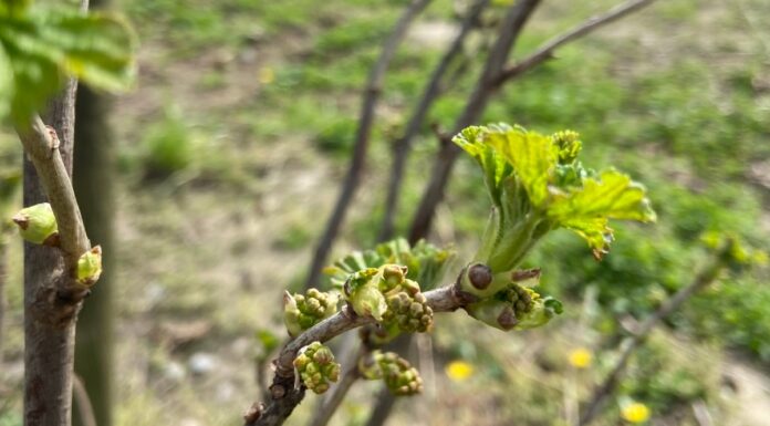 Porzeczka i agrest – czy będzie wystarczająco prosto. Uwaga – przymrozek! (monitoring plantacji, 02.04.2025 r) agrest, porzeczka, monitoring plantacji