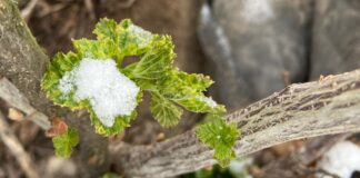 Regeneracja po przymrozkach (monitoring plantacji, 8.04.2025) Porzeczka przymrozek
