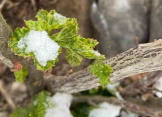 Regeneracja po przymrozkach (monitoring plantacji, 8.04.2025) Porzeczka przymrozek