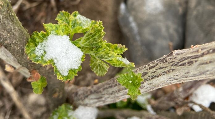 Regeneracja po przymrozkach (monitoring plantacji, 8.04.2025) Porzeczka przymrozek