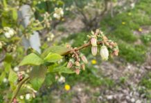 Borówka kwitnie (monitoring plantacji, 27.04.2024 r) kwitnącą borowka