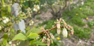 Borówka kwitnie (monitoring plantacji, 27.04.2024 r) kwitnącą borowka