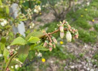 Borówka kwitnie (monitoring plantacji, 27.04.2024 r) kwitnącą borowka