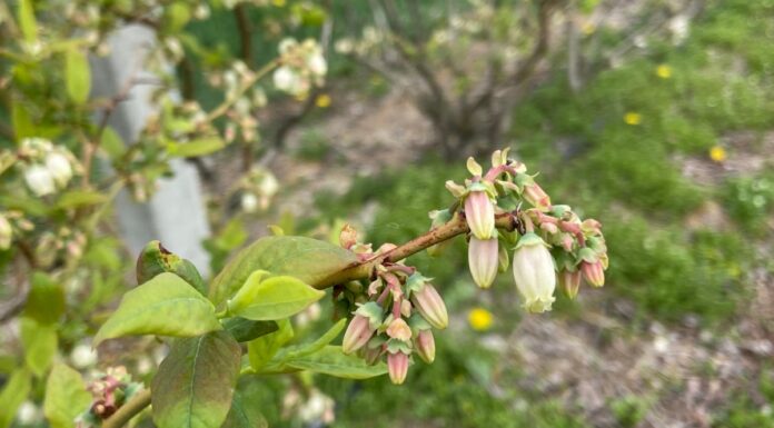Borówka kwitnie (monitoring plantacji, 27.04.2024 r) kwitnącą borowka
