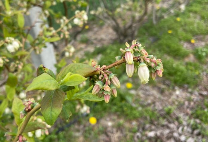 IMG_8322 kwitnącą borowka