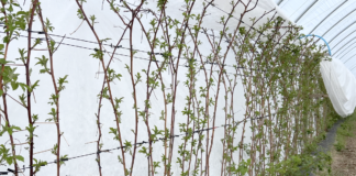 Ochrona i biostymulacja – nowoczesna technologia dla malin