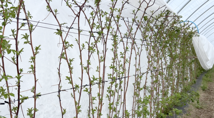 Ochrona i biostymulacja – nowoczesna technologia dla malin