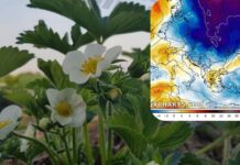 Ostatni weekend kwietnia 2025 pod znakiem przymrozków. Najbardziej zagrożone centrum Polski.