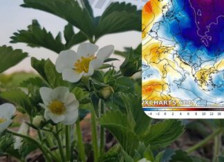 Ostatni weekend kwietnia 2025 pod znakiem przymrozków. Najbardziej zagrożone centrum Polski.