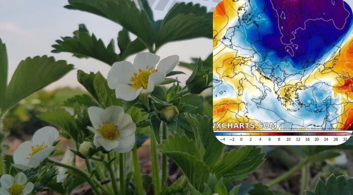 Ostatni weekend kwietnia 2025 pod znakiem przymrozków. Najbardziej zagrożone centrum Polski.