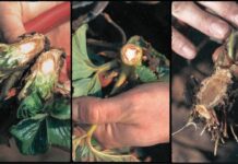 Typy uszkodzeń koron truskawek. Jak je interpretować?