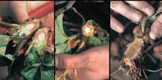 Typy uszkodzeń koron truskawek. Jak je interpretować?