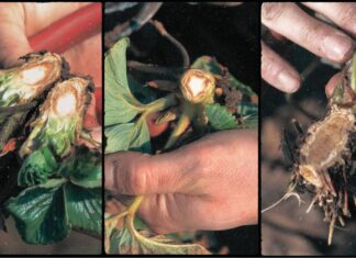 Typy uszkodzeń koron truskawek. Jak je interpretować?