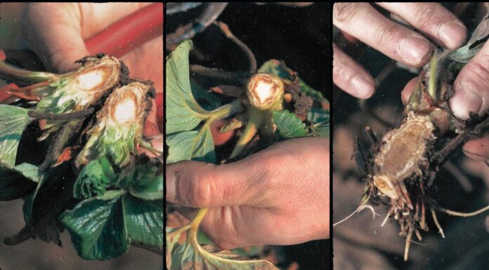 Typy uszkodzeń koron truskawek. Jak je interpretować?