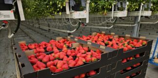 Truskawki w polskich szklarniach dojrzewają – gwarancja smaku i doskonałej jakości truskawki polskie już dojrzewają