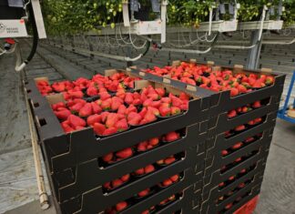 Truskawki w polskich szklarniach dojrzewają – gwarancja smaku i doskonałej jakości truskawki polskie już dojrzewają