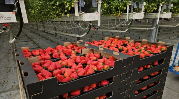 Truskawki w polskich szklarniach dojrzewają – gwarancja smaku i doskonałej jakości truskawki polskie już dojrzewają