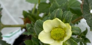 Obrywanie kwiatów truskawki w uprawie tunelowej – praktyczne informacje zły kwiat truskawki