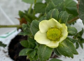 Obrywanie kwiatów truskawki w uprawie tunelowej – praktyczne informacje zły kwiat truskawki