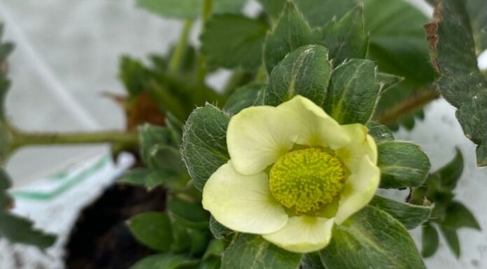 Obrywanie kwiatów truskawki w uprawie tunelowej – praktyczne informacje zły kwiat truskawki