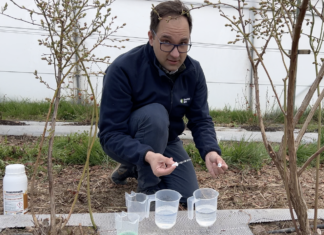 Efektywne wykorzystanie wody na plantacji borówek