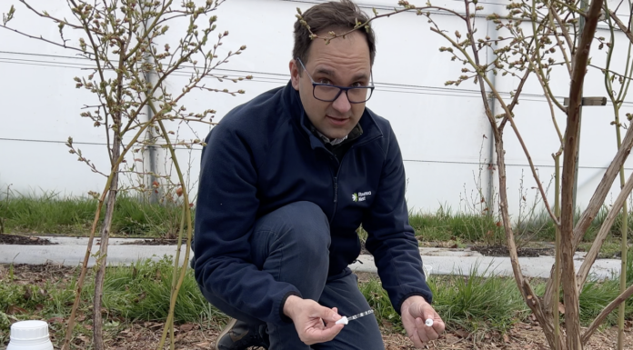 Efektywne wykorzystanie wody na plantacji borówek