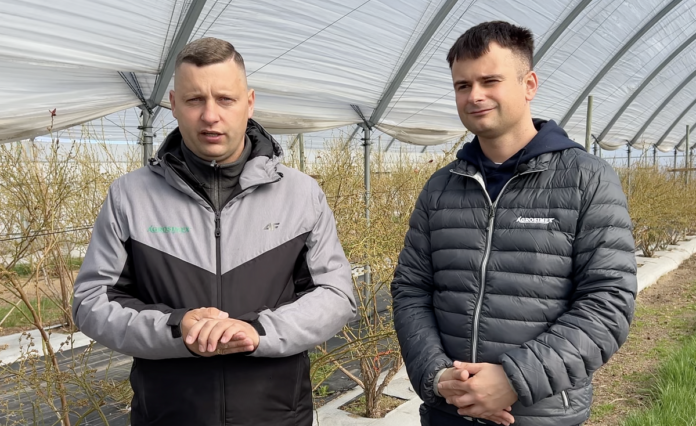 biostymulacja i ochrona w uprawie borówki