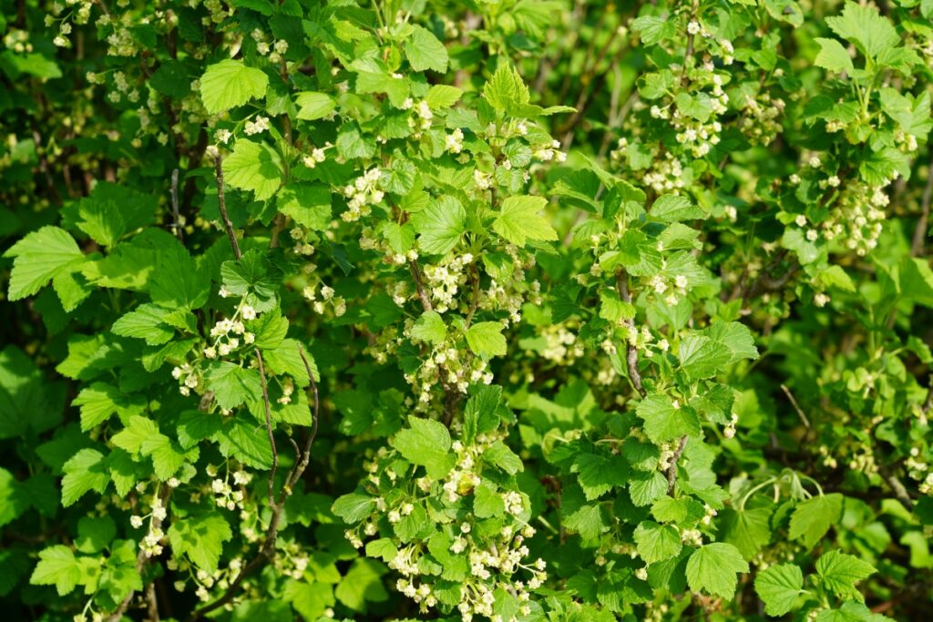 Fot. 1. ‘Tisel’ - pełnia kwitnienia, BBCH 65 (24.04.2025.)