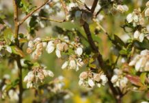 Kwitnienie borówki – choroby i szkodniki (monitoring plantacji, 28.04.2025.) Fot. 2. ‘Duke’, uszkodzenia okwiatu (28.04.2025.)