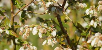 Kwitnienie borówki – choroby i szkodniki (monitoring plantacji, 28.04.2025.) Fot. 2. ‘Duke’, uszkodzenia okwiatu (28.04.2025.)