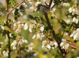 Kwitnienie borówki – choroby i szkodniki (monitoring plantacji, 28.04.2025.) Fot. 2. ‘Duke’, uszkodzenia okwiatu (28.04.2025.)