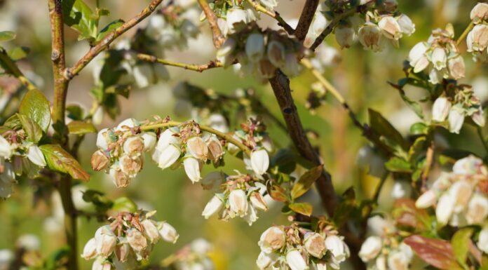 Kwitnienie borówki – choroby i szkodniki (monitoring plantacji, 28.04.2025.) Fot. 2. ‘Duke’, uszkodzenia okwiatu (28.04.2025.)