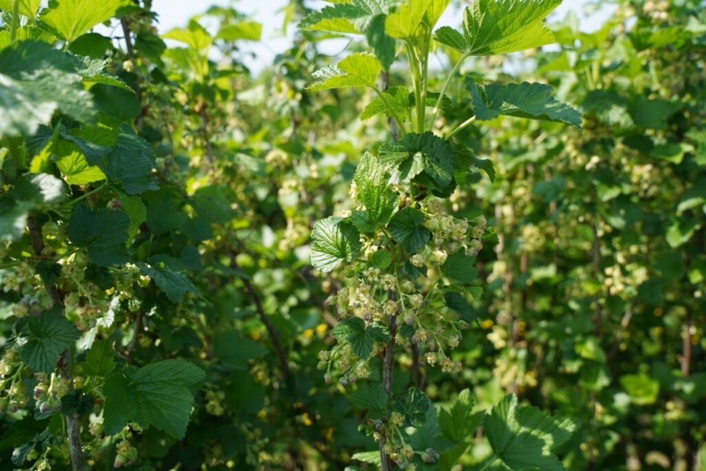 Fot. 2. ‘Ruben’- pełnia kwitnienia, BBCH 65 (24.04.2025.)