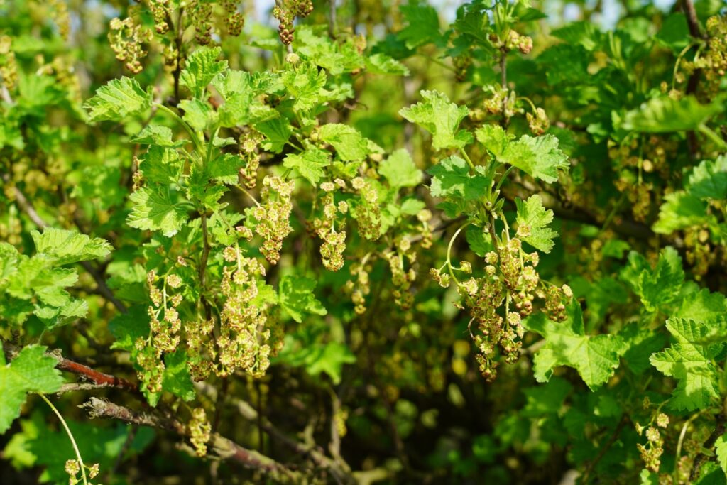 Fot. 3. ‘Rolan’- pełnia kwitnienia, BBCH 65 (24.04.2025.)