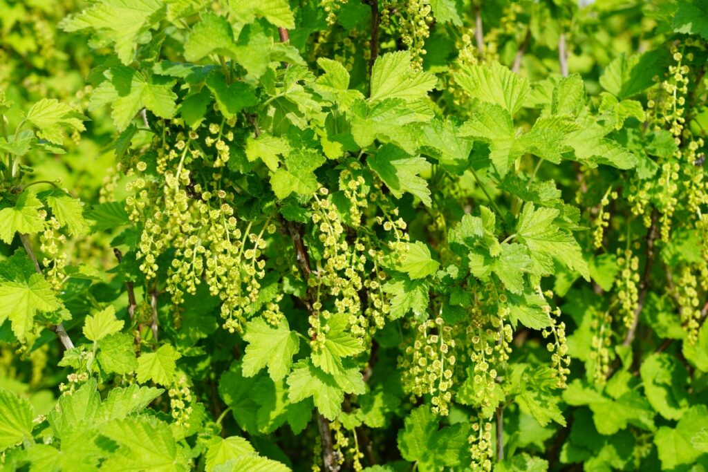 Fot. 4. ‘Rovada’- pełnia kwitnienia, BBCH 65 (24.04.2025.)