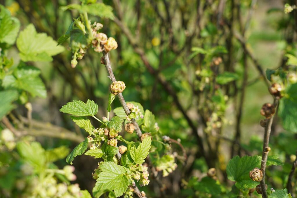 Fot. 5. Objawy żerowania wielkopąkowca porzeczkowego na pąkach porzeczki czarnej (24.04.2025.)