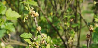 Porzeczka czarna i czerwona w czasie kwitnienia (monitoring plantacji, 24.04.2025 r) Fot. 5. Objawy żerowania wielkopąkowca porzeczkowego na pąkach porzeczki czarnej (24.04.2025.)