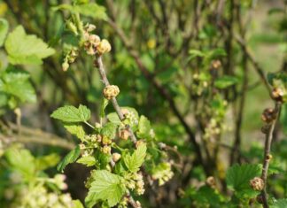 Porzeczka czarna i czerwona w czasie kwitnienia (monitoring plantacji, 24.04.2025 r) Fot. 5. Objawy żerowania wielkopąkowca porzeczkowego na pąkach porzeczki czarnej (24.04.2025.)