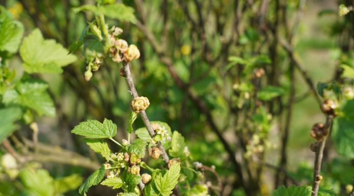 Porzeczka czarna i czerwona w czasie kwitnienia (monitoring plantacji, 24.04.2025 r) Fot. 5. Objawy żerowania wielkopąkowca porzeczkowego na pąkach porzeczki czarnej (24.04.2025.)