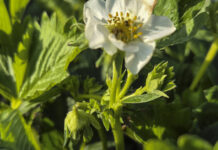 Kwieciak malinowiec pustoszy truskawki. Czym i kiedy zwalczać?