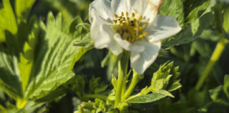 Kwieciak malinowiec pustoszy truskawki. Czym i kiedy zwalczać?