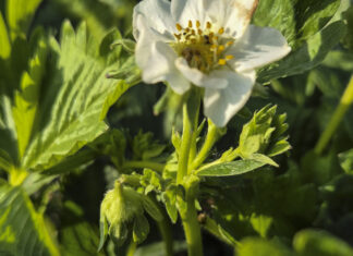 Kwieciak malinowiec pustoszy truskawki. Czym i kiedy zwalczać?