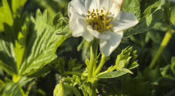 Kwieciak malinowiec pustoszy truskawki. Czym i kiedy zwalczać?