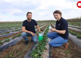 Zimno-ciepła wiosna 2025, a choroby i szkodniki truskawek już w natarciu Zimno-ciepła wiosna 2025, a choroby i szkodniki truskawek już w natarciu